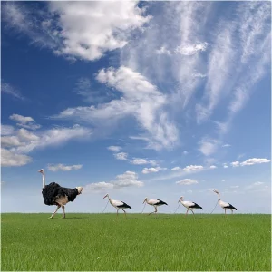Image de 4 oiseaux qui suivent un grand oiseau sur un champs vert et un ciel bleu